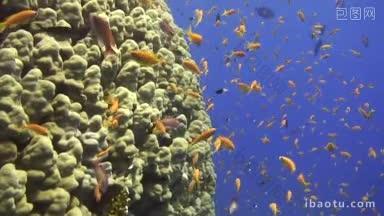 珊瑚礁里有大量的海洋生物